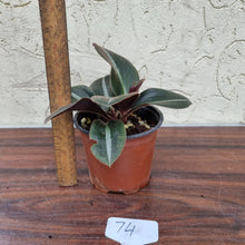 Load image into Gallery viewer, #74 Siderasis Fuscata