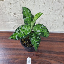 Load image into Gallery viewer, #45 Aglaonema Pictum Tricolor
