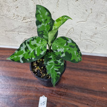 Load image into Gallery viewer, #45 Aglaonema Pictum Tricolor