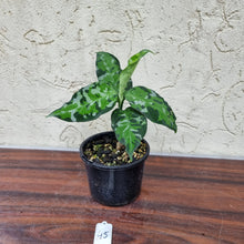 Load image into Gallery viewer, #45 Aglaonema Pictum Tricolor