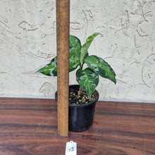 Load image into Gallery viewer, #45 Aglaonema Pictum Tricolor