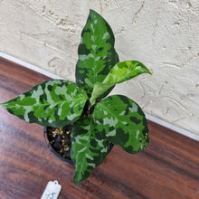 Load image into Gallery viewer, #45 Aglaonema Pictum Tricolor