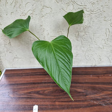 Load image into Gallery viewer, #41 Anthurium Bosworth Beauty