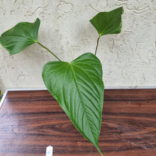 Load image into Gallery viewer, #41 Anthurium Bosworth Beauty