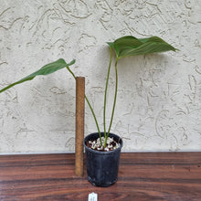 Load image into Gallery viewer, #41 Anthurium Bosworth Beauty