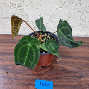 #104 Anthurium Forgetii (Pure)