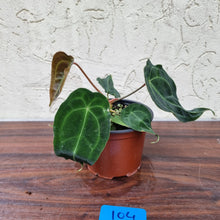 Load image into Gallery viewer, #104 Anthurium Forgetii (Pure)