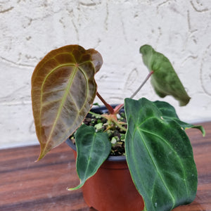 #104 Anthurium Forgetii (Pure)