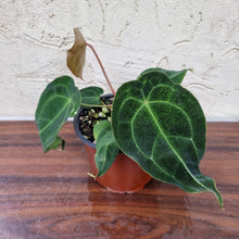 Load image into Gallery viewer, #104 Anthurium Forgetii (Pure)