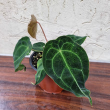Load image into Gallery viewer, #104 Anthurium Forgetii (Pure)