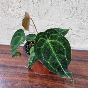 #104 Anthurium Forgetii (Pure)