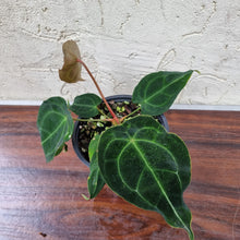 Load image into Gallery viewer, #104 Anthurium Forgetii (Pure)