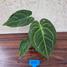 Load image into Gallery viewer, #206 Anthurium &#39;Dark Night&#39;