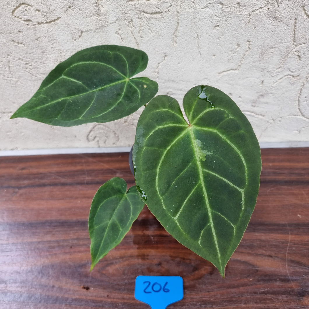 #206 Anthurium 'Dark Night'