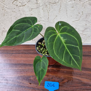 #206 Anthurium 'Dark Night'