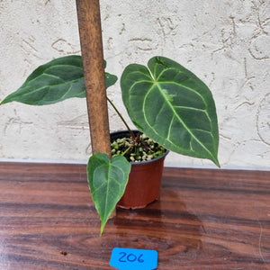 #206 Anthurium 'Dark Night'