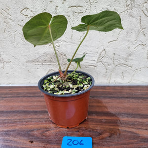 #206 Anthurium 'Dark Night'