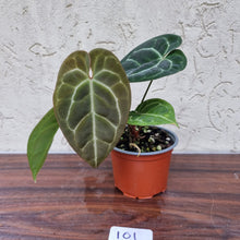 Load image into Gallery viewer, #101 Anthurium &#39;Black Sensation&#39; x Crystallinum