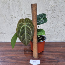 Load image into Gallery viewer, #101 Anthurium &#39;Black Sensation&#39; x Crystallinum