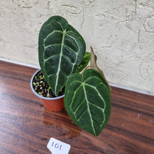 Load image into Gallery viewer, #101 Anthurium &#39;Black Sensation&#39; x Crystallinum