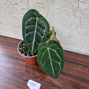 #101 Anthurium 'Black Sensation' x Crystallinum