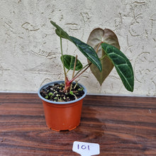 Load image into Gallery viewer, #101 Anthurium &#39;Black Sensation&#39; x Crystallinum