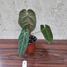 Load image into Gallery viewer, #6 Anthurium &#39;Black Sensation&#39; x Crystallinum