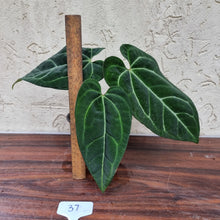 Load image into Gallery viewer, #37 Anthurium &#39;Black Sensation&#39; x Crystallinum