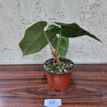 Load image into Gallery viewer, #37 Anthurium &#39;Black Sensation&#39; x Crystallinum