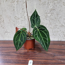 Load image into Gallery viewer, #8 Anthurium Crystallinum x Forgetii - Flowering Maturity