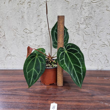 Load image into Gallery viewer, #8 Anthurium Crystallinum x Forgetii - Flowering Maturity