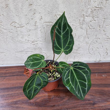 Load image into Gallery viewer, #8 Anthurium Crystallinum x Forgetii - Flowering Maturity