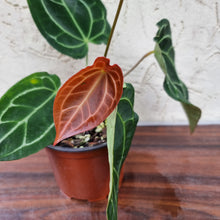 Load image into Gallery viewer, #8 Anthurium Crystallinum x Forgetii - Flowering Maturity