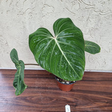 Load image into Gallery viewer, #3 Philodendron Gloriosum