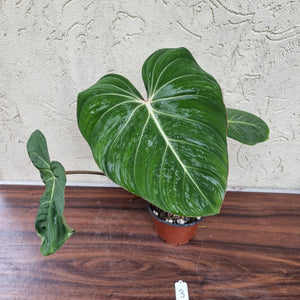 #3 Philodendron Gloriosum