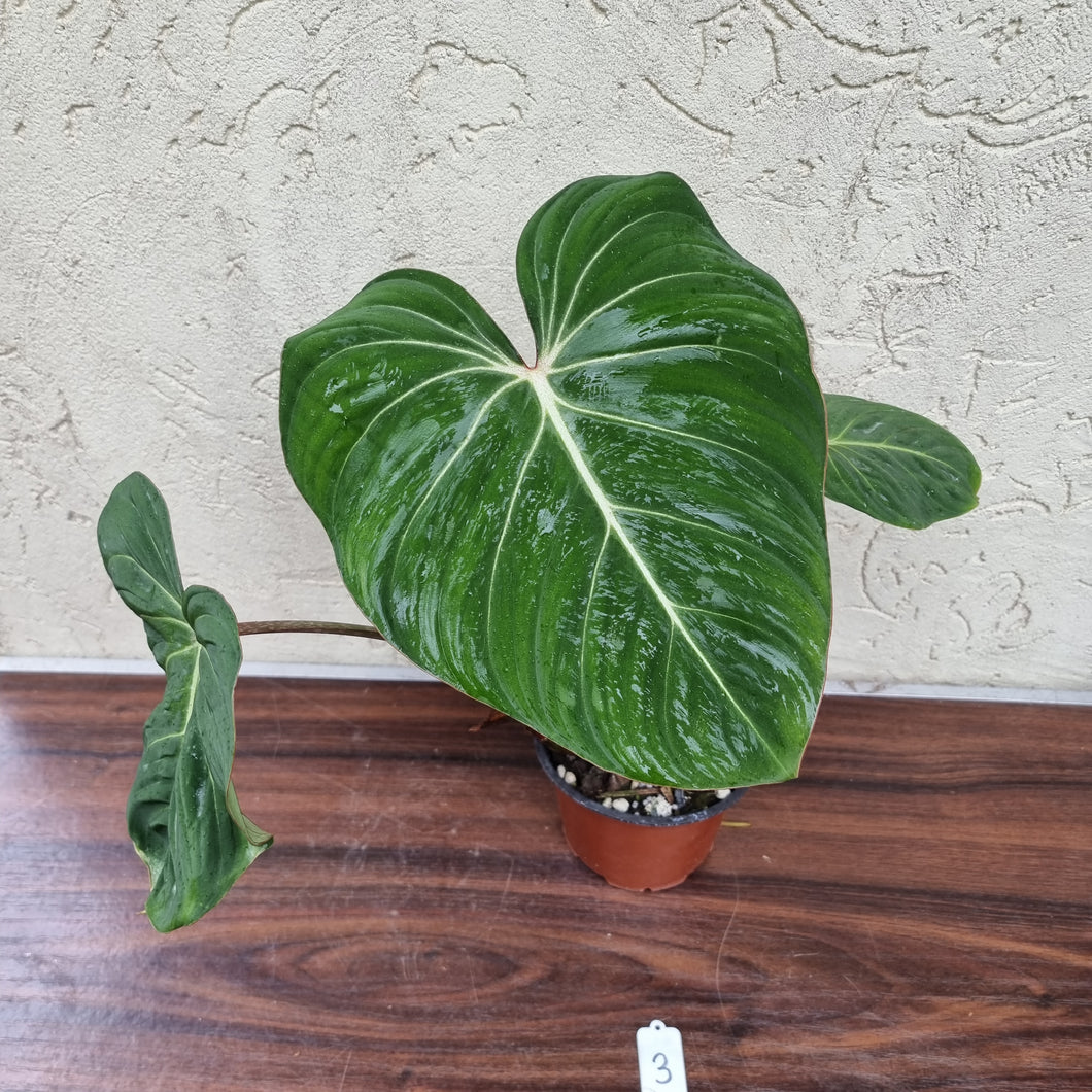 #3 Philodendron Gloriosum