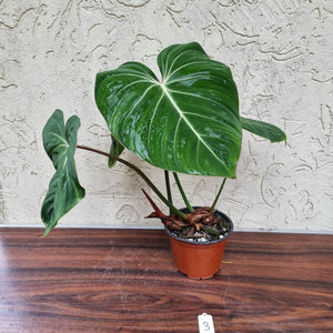 #3 Philodendron Gloriosum