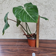 Load image into Gallery viewer, #3 Philodendron Gloriosum