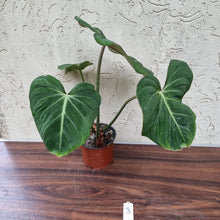 Load image into Gallery viewer, #3 Philodendron Gloriosum