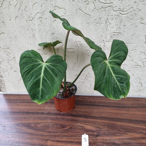 #3 Philodendron Gloriosum