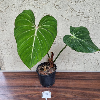 #100 Philodendron Gloriosum