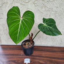 Load image into Gallery viewer, #100 Philodendron Gloriosum