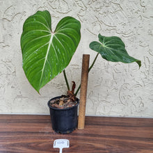 Load image into Gallery viewer, #100 Philodendron Gloriosum