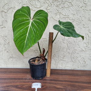 #100 Philodendron Gloriosum