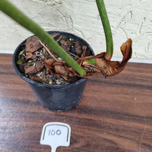 Load image into Gallery viewer, #100 Philodendron Gloriosum