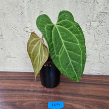 Load image into Gallery viewer, #104 Anthurium Magnificum Hybrid x