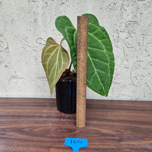 Load image into Gallery viewer, #104 Anthurium Magnificum Hybrid x