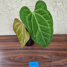 Load image into Gallery viewer, #104 Anthurium Magnificum Hybrid x