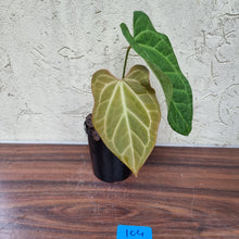 Load image into Gallery viewer, #104 Anthurium Magnificum Hybrid x