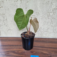 Load image into Gallery viewer, #104 Anthurium Magnificum Hybrid x